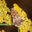 Phymata luteomarginata