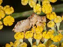 Phymata luteomarginata - photo 2