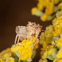 Phymata luteomarginata - photo 3