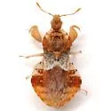 Phymata luxa