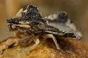 Phymata maculata