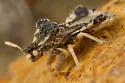 Phymata maculata - photo 4