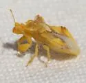 Phymata metcalfi - photo 2