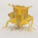 Phymata metcalfi - photo 3