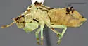 Phymata metcalfi - photo 5