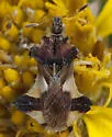 Phymata mystica