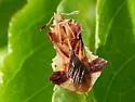 Phymata mystica - photo 2
