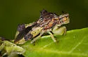 Phymata mystica - photo 3