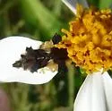 Phymata mystica - photo 4