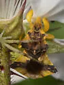 Phymata mystica - photo 5