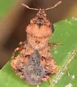 Phymata noualhieri - photo 2
