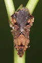 Phymata noualhieri - photo 3