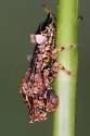 Phymata noualhieri - photo 4