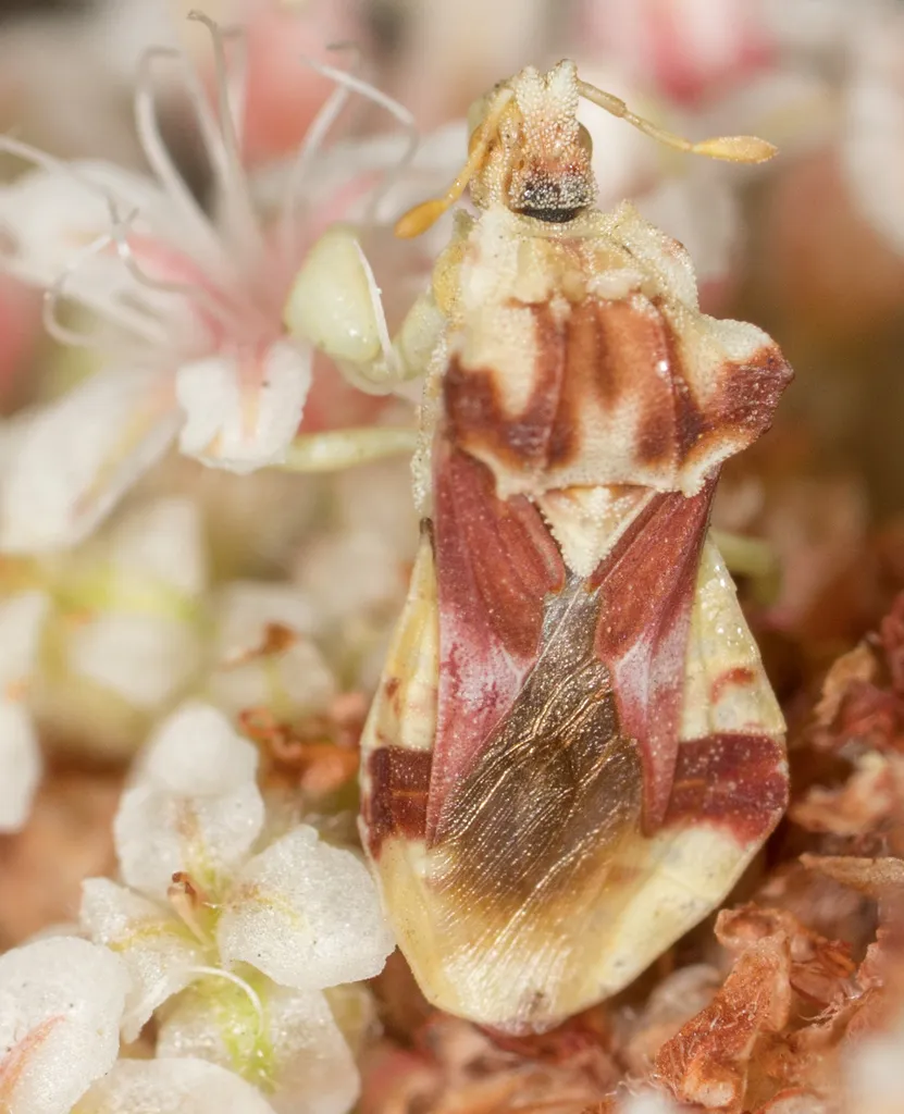 Phymata pacifica - photo 2