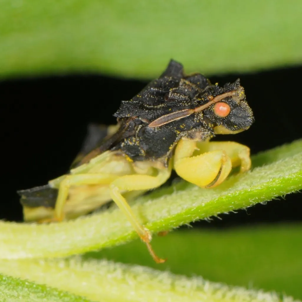 Pennsylvania Ambush Bug