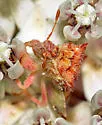Phymata rossi - photo 3