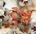 Phymata rossi - photo 4