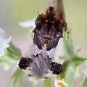 Phymata saileri - photo 2
