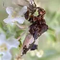 Phymata saileri - photo 3