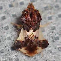 Phymata saileri - photo 4