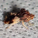 Phymata saileri - photo 5