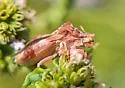 Phymata stanfordi