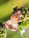 Phymata stanfordi - photo 2