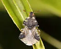 Phymata vicina - photo 3