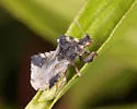 Phymata vicina - photo 4
