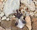 Phymata vicina - photo 5