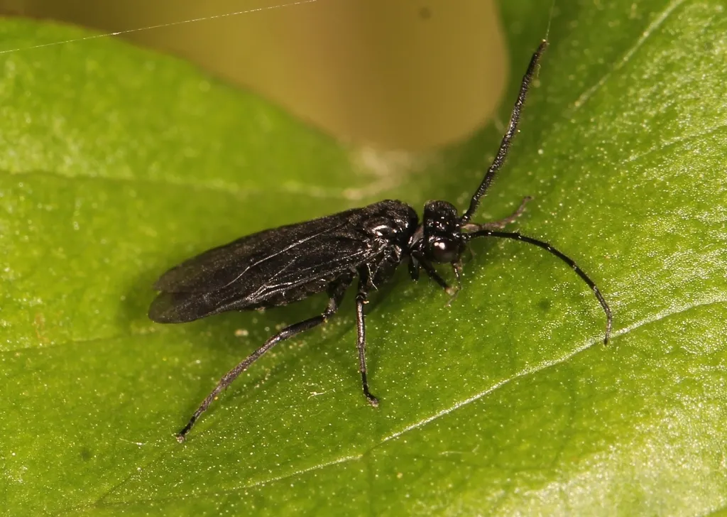 Solomon's-seal sawfly - photo 2