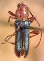 Phymatodes blandus