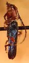Phymatodes blandus - photo 2