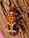 Phymatodes decussatus