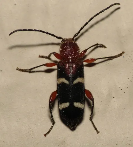 Phymatodes varius - photo 2