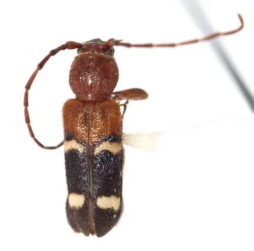 Phymatodes varius - photo 3