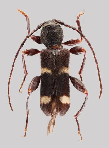 Phymatodes varius - photo 4