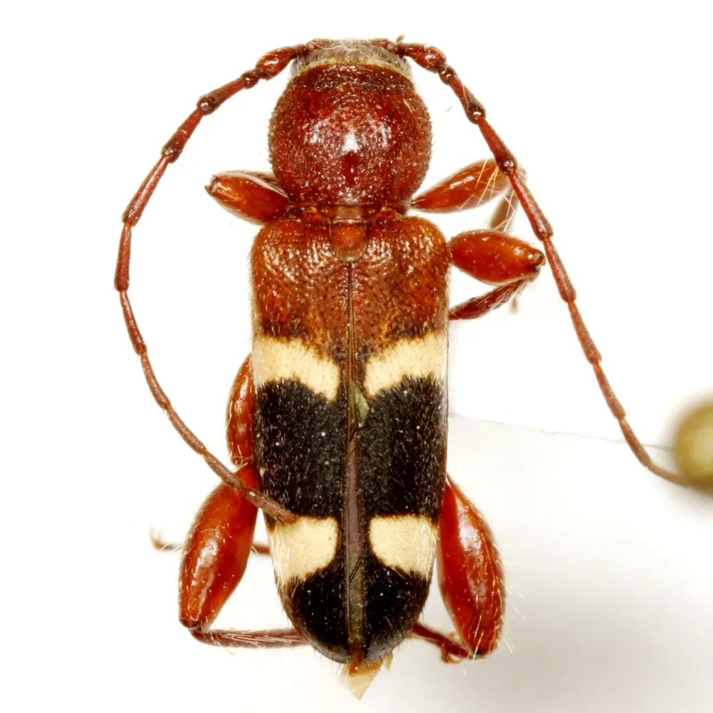 Phymatodes varius - photo 5
