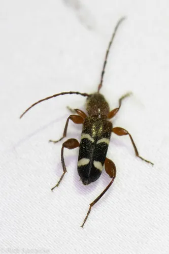 Phymatodes varius - photo 6