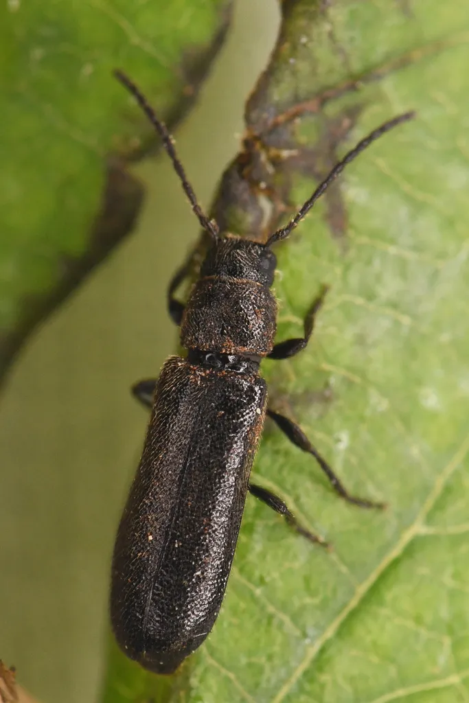 Phymatodes vilitatis - photo 2