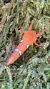Phymatopus behrensii - Hodges#0033