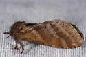 Lupine Ghost Moth - Hodges#0035