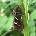 Lupine Ghost Moth - Hodges#0035 - photo 3