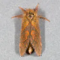 Phymatopus hectoides - Hodges#0036