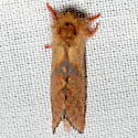 Phymatopus hectoides - Hodges#0036 - photo 4