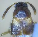 Phymatura blanchardi - photo 4