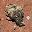 Phyrdenus divergens - Phyrdenus divergens