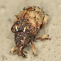 Phyrdenus divergens - photo 2