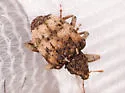 Phyrdenus divergens - photo 4
