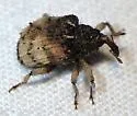 Phyrdenus divergens - photo 5